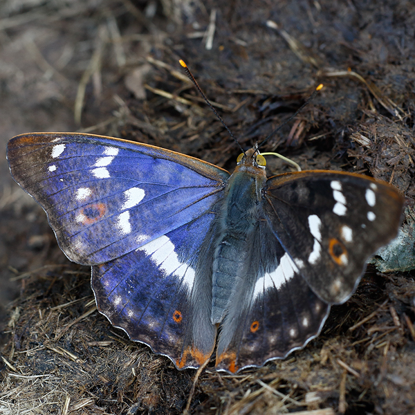 Apatura ilia