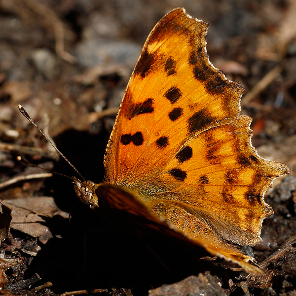 Polygonia c-album