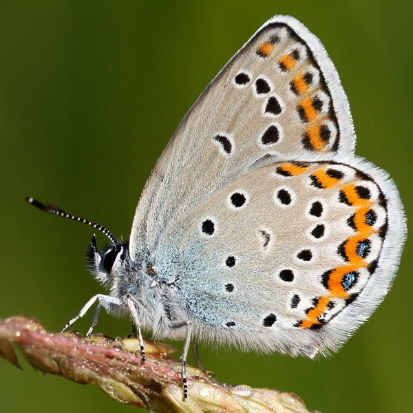 Plebejus argyrognomon