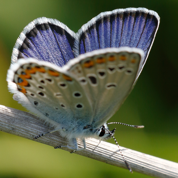 Plebejus argyrognomon