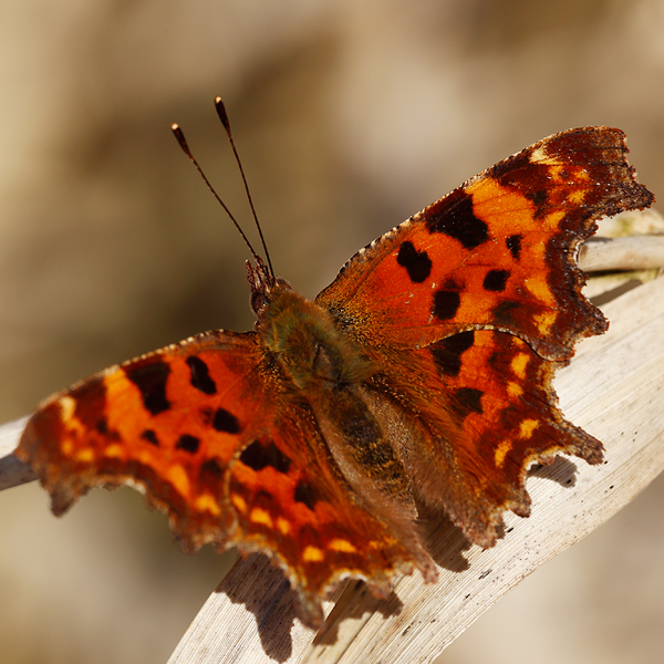 Polygonia c-album