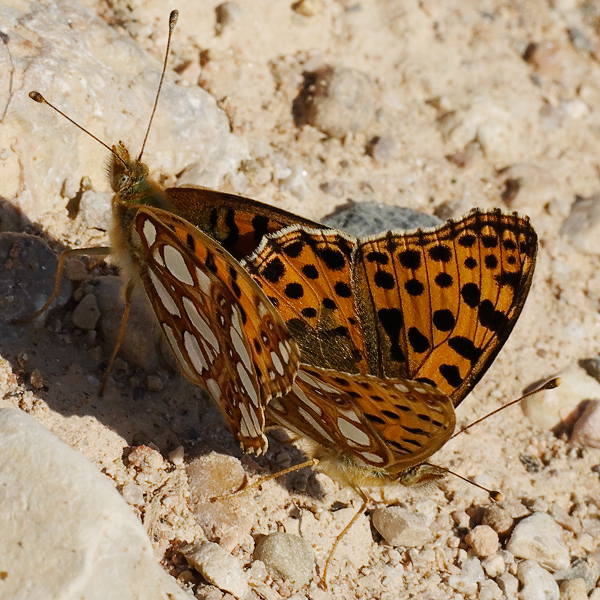 Argynnis niobe