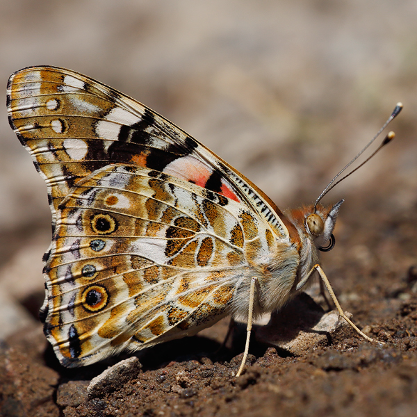 Vanessa cardui