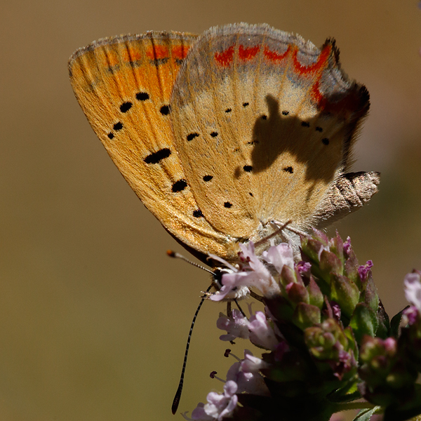 Lycaena ottomanus