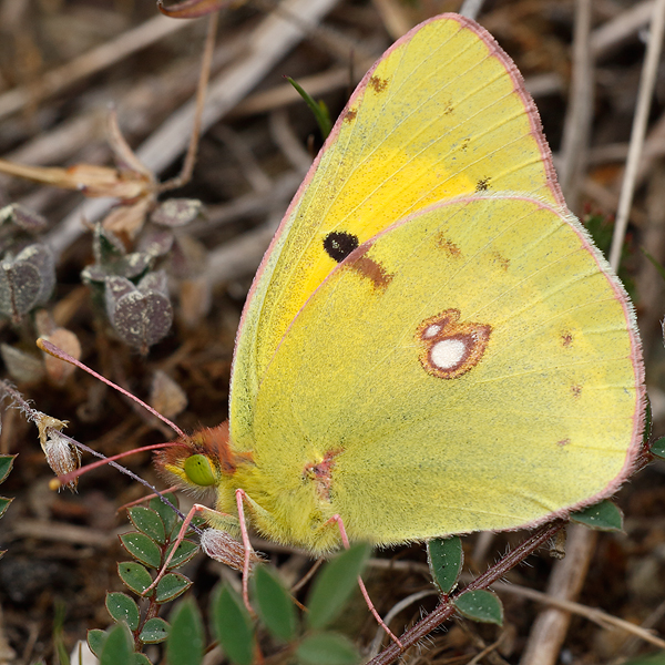 Colias croceus