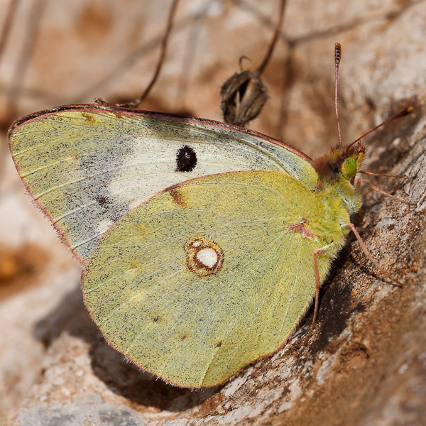 Colias croceus