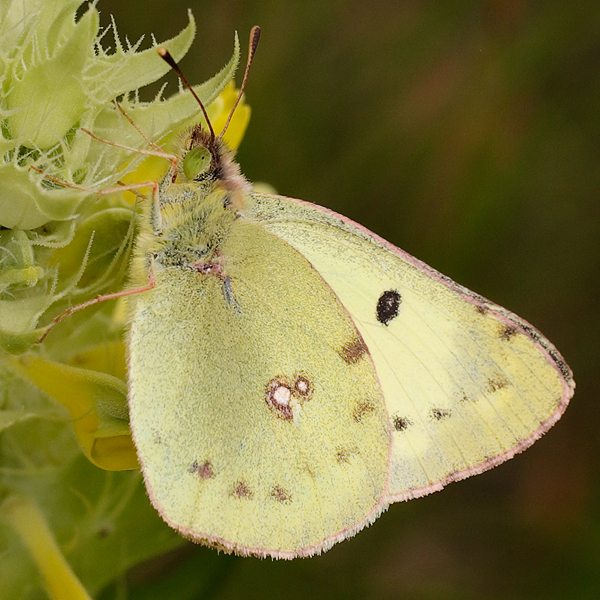 Colias hyale