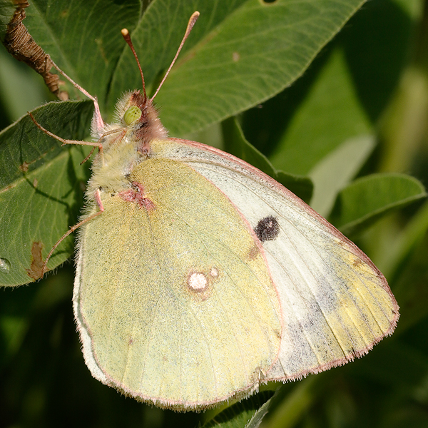 Colias alfacariensis