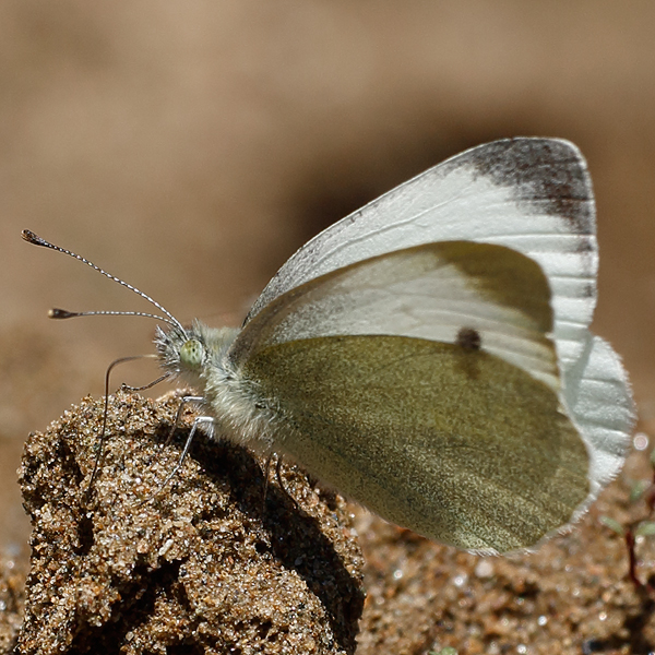 Pieris mannii