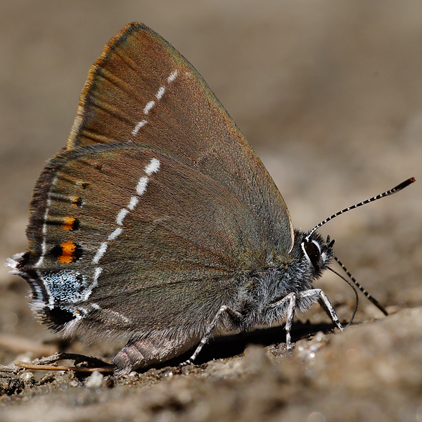 Satyrium spini