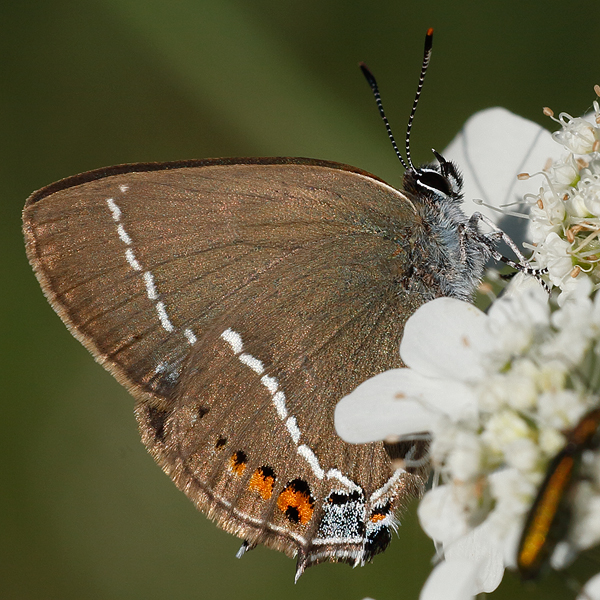 Satyrium spini