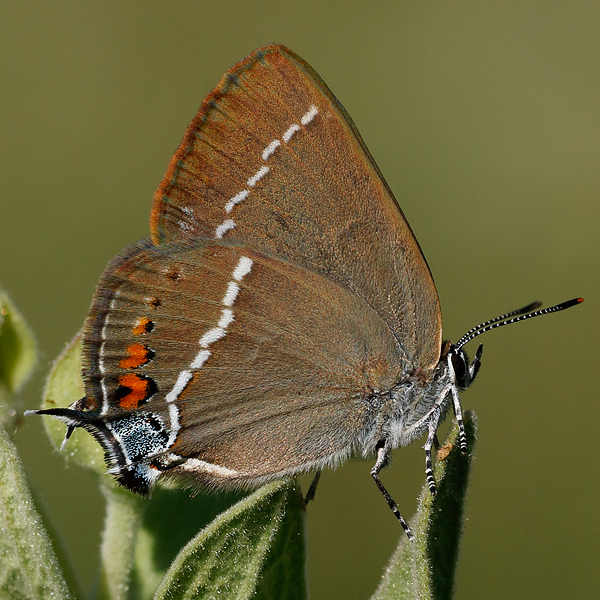 Satyrium spini