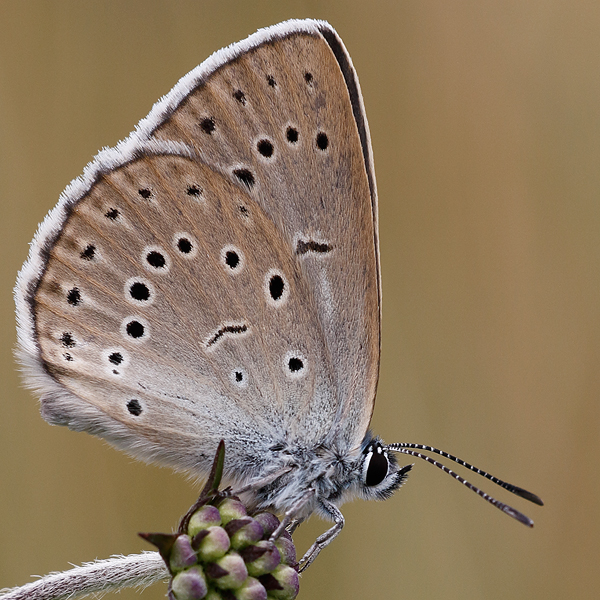 Phengaris teleius