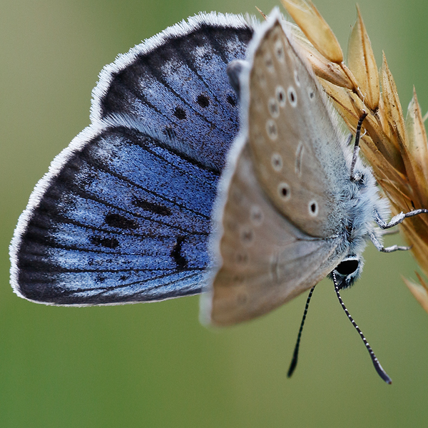 Phengaris teleius