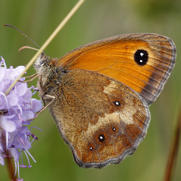 Pyronia tithonus