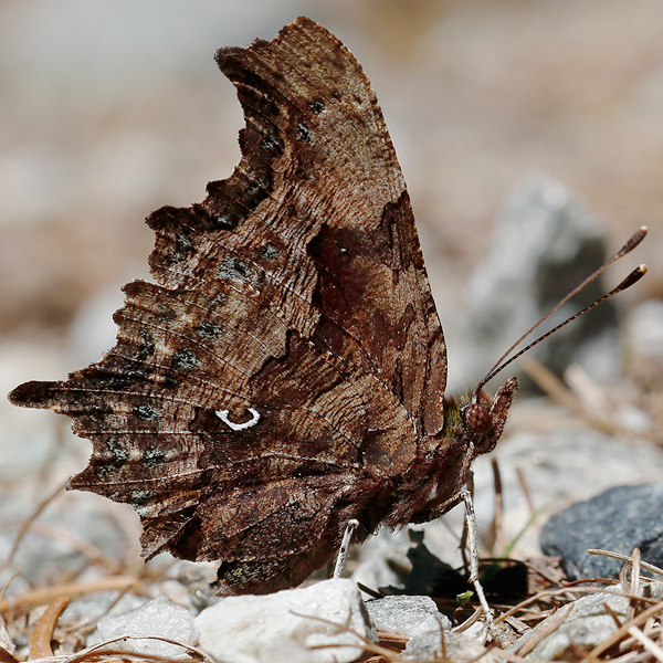 Polygonia c-album