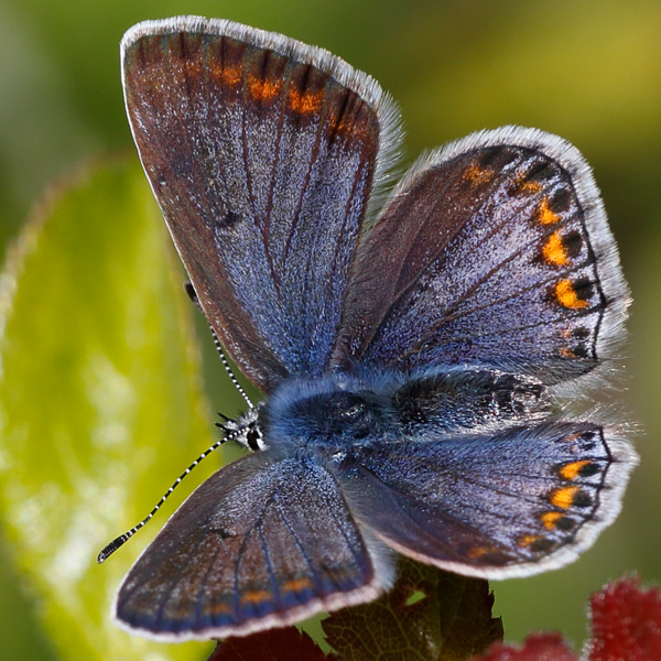 Polyommatus icarus