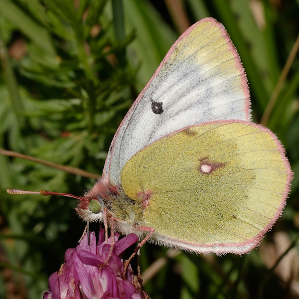 Colias phicomone