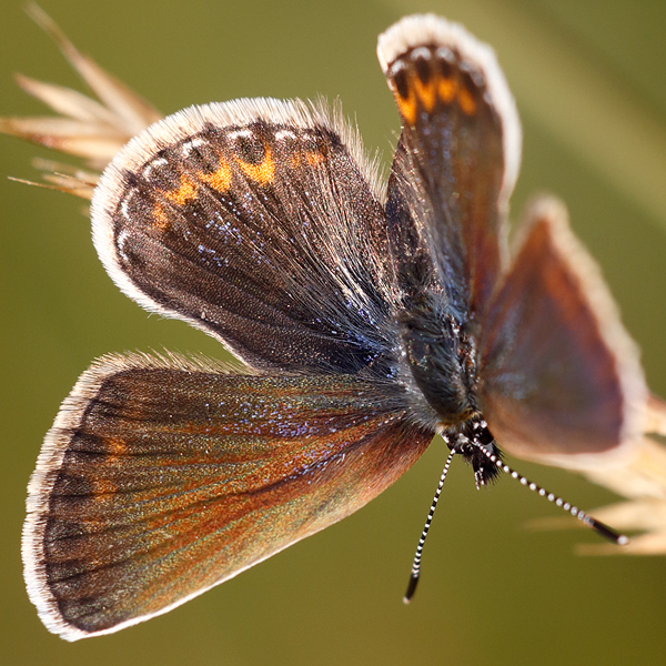 Plebejus argus