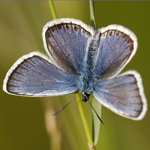 Plebejus argus