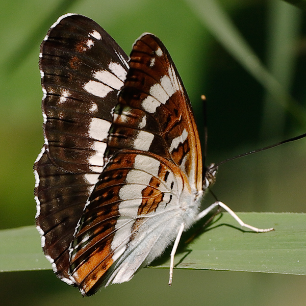 Limenitis camilla