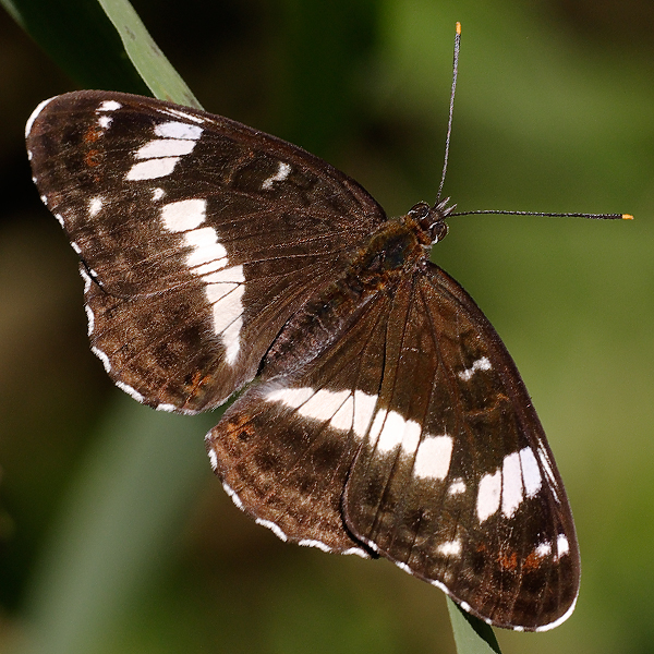 Limenitis camilla