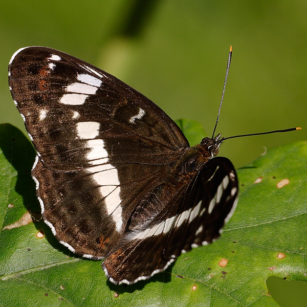 Limenitis camilla