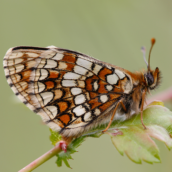 Melitaea aurelia