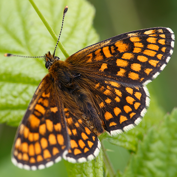 Melitaea aurelia