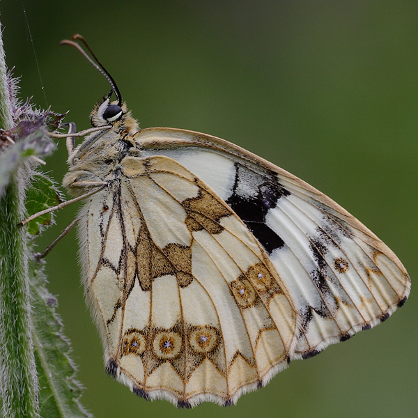 Melanargia galathea