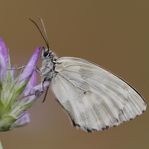 Melanargia galathea