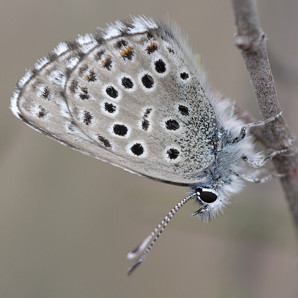 Pseudophilotes panoptes