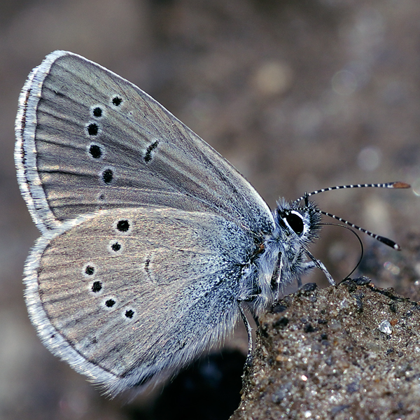 Cyaniris semiargus