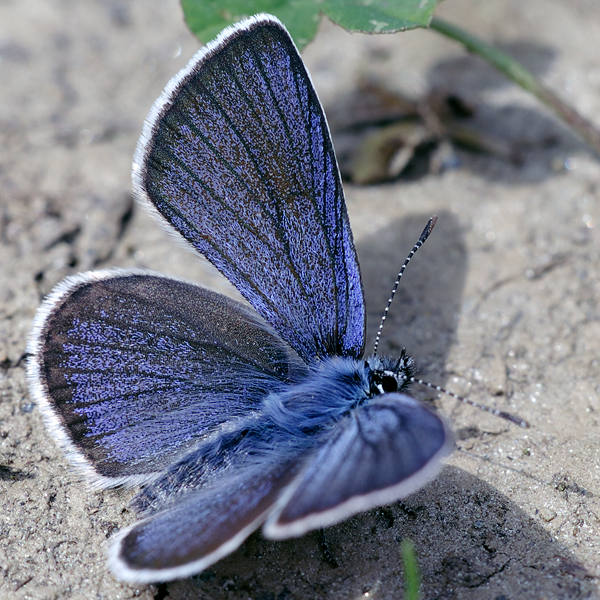 Cyaniris semiargus