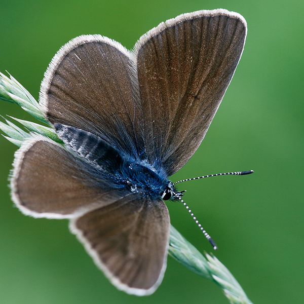 Cyaniris semiargus