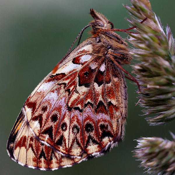 Boloria titania