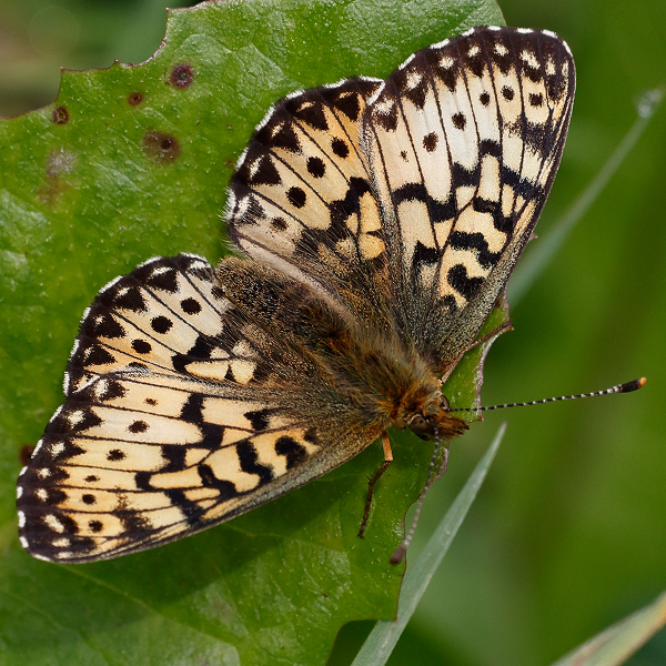 Boloria titania