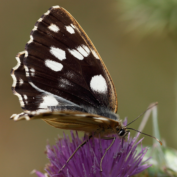 Melanargia galathea procida