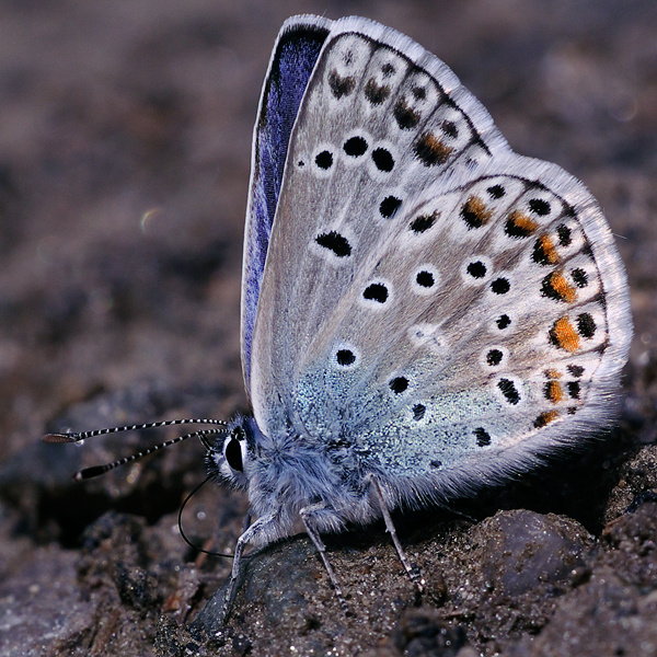 Polyommatus escheri copula