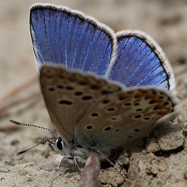 Polyommatus escheri copula