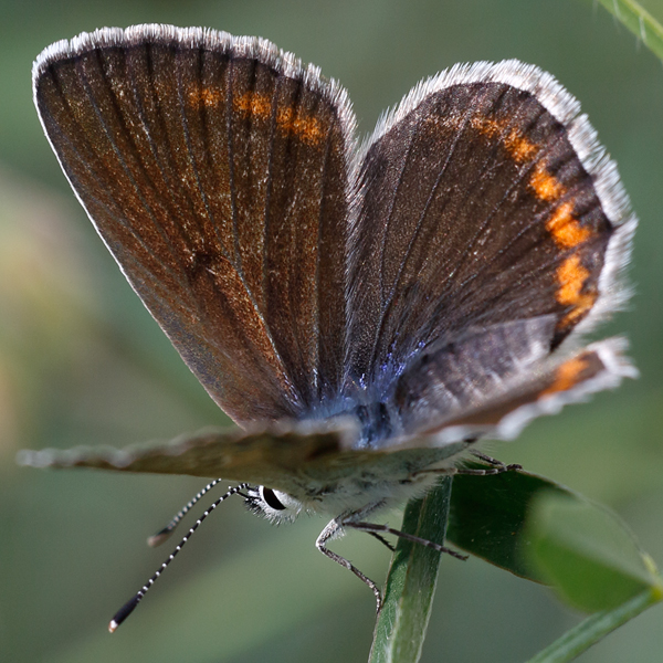 Polyommatus escheri copula