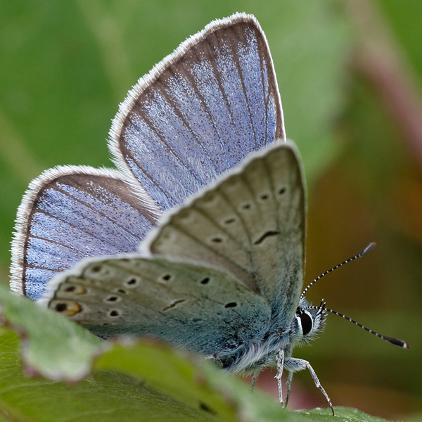 Polyommatus amandus