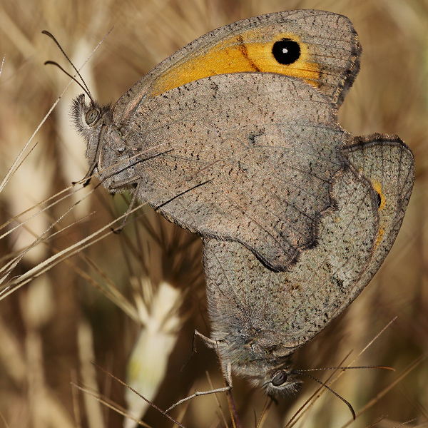 Hyponephele lupina