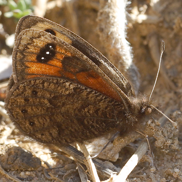 Erebia epistygne