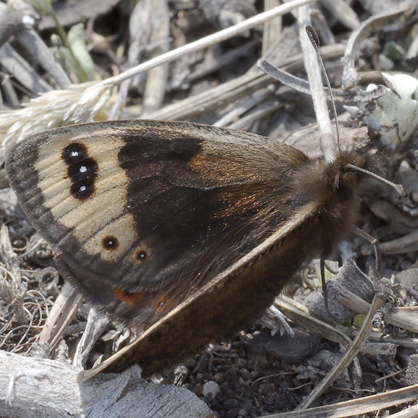 Erebia epistygne