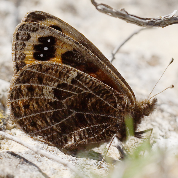 Erebia epistygne