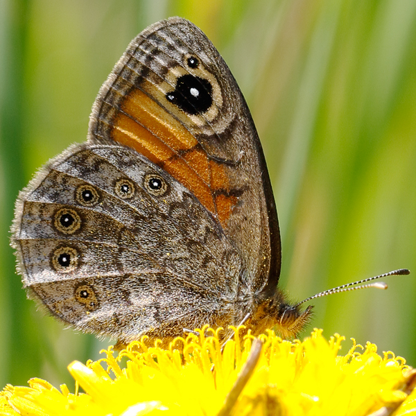 Lasiommata petropolitana