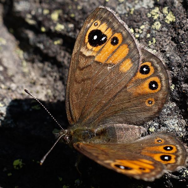 Lasiommata petropolitana