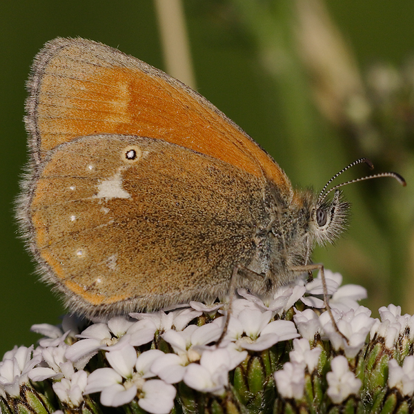 Coenonympha glycerion