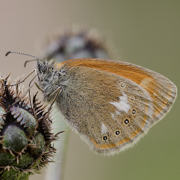 Coenonympha glycerion